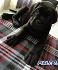 Cane Corso - Italian Corso Dog (343)