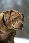 American pocket Bully - American Bulldog