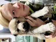 Czechoslovakian Wolfdog puppies for sale - Československý vlčák (332)