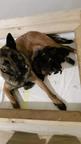 Belgian Shepherd Malinois puppies for sale - Belgian Shepherd Dog (015)