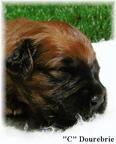 Briard - Briard (113)