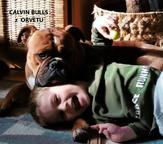 Continental Bulldog FCI - Continental bulldog Continental Bulldog FCI - Continental bulldog