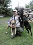 Puppies for sale  Pitbul&amp;amp;bandog - Crossbreed