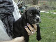 Puppies for sale  Pitbul&amp;amp;bandog - Crossbreed