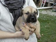 Puppies for sale  Pitbul&amp;bandog - Crossbreed