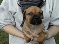 Puppies for sale  Pitbul&amp;amp;bandog - Crossbreed