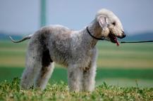 Bedlington terrier puppies - Bedlington Terrier (009)