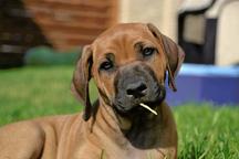 Rhodesian ridgeback FEMALE PUPPY available - Rhodesian Ridgeback (146)