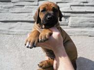 Rhodesian ridgeback FEMALE PUPPY available - Rhodesian Ridgeback (146)