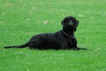 Puppies - Giant Schnauzer - Giant Schnauzer (181)