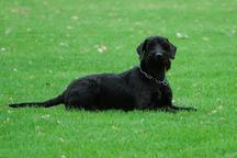 Puppies - Giant Schnauzer - Giant Schnauzer (181)