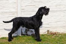 Puppies - Giant Schnauzer - Giant Schnauzer (181)