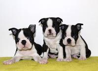 Boston terrier - Boston Terrier (140)