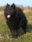 Grossspitz - Giant German Spitz Black puppies for sale - pedigree FCI - German Spitz (097)