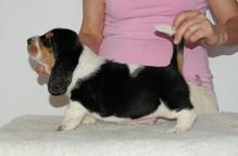 Basset hound - Basset Hound (163)