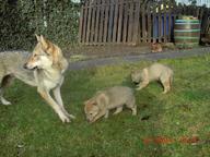 Československý vlčiak puppies - Czechoslovakian Wolfdog (332)