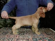 English cockerspaniel - English Cocker Spaniel (005)