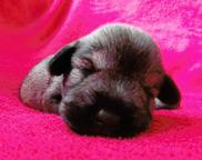 Puppies - Zwergschnauzer - kennel &amp;quot;Ze Židenických zahrad&amp;quot; (CZE) - Schnauzer (182)