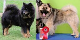 Eurasier