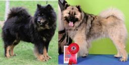 Eurasier Puppies for sale