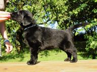 Flat coated retriever puppies - Flat Coated Retriever (121)