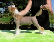 Beautiful puppies - Chinese crested dog - males - Chinese Crested Dog (288)