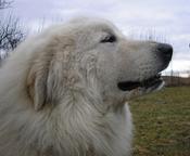 Pyrenean mountain dog - PUPPIES