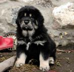 TIBETSKÁ DOGA-DO-KHYI-TIBETAN MASTIFF - Tibetan Mastiff (230)
