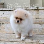 Creme pomeranian puppy for sale - Pomeranian