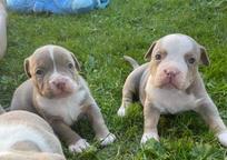 American bully pocket - American Bulldog