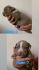 American bully pocket - American Bulldog