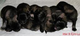 German Wolfspitz / Keeshond puppies with papers - German Spitz (097)