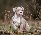 American bully puppies  - Billy (025)