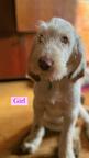 Italian Spinone puppies - Italian Wire-Haired Pointing Dog - Spinone (165)
