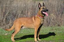 Belgian Shepherd Malinois puppies for sale - Belgian Shepherd Dog (015)