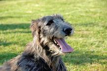 Irish Wolfhound puppies