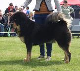 TIBETSKÁ DOGA -DO-KHYI -TIBETAN MASTIFF - Tibetan Mastiff (230)