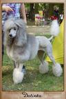 Silver standard poodle - Poodle (172)