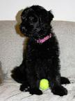 Briard - black puppies - Briard (113)