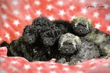 Puli Puppies - Puli (055)