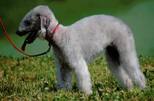 Bedlington terrier puppies - Bedlington Terrier (009)