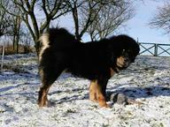 TIBETSKÁ DOGA-DO-KHYI-TIBETAN MASTIFF - Tibetan Mastiff (230)