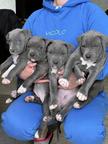 American Staffordshire Terrier Blue - American Staffordshire Terrier (286)