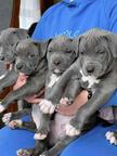 American Staffordshire Terrier Blue - American Staffordshire Terrier (286)