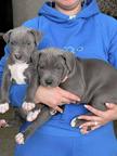 American Staffordshire Terrier Blue - American Staffordshire Terrier (286)