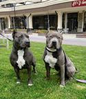 American Staffordshire Terrier Blue - American Staffordshire Terrier (286)