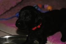 Flat coated retriever puppies, Poland - Flat Coated Retriever (121)