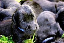 Flat coated retriever puppies, Poland - Flat Coated Retriever (121)