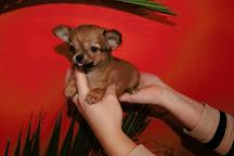 Chihuahua puppies for sale