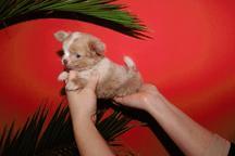 Chihuahua kennel- puppies for sale